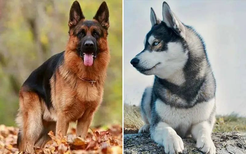 Top 10 Dog Breeds With The Shortest Lifespan