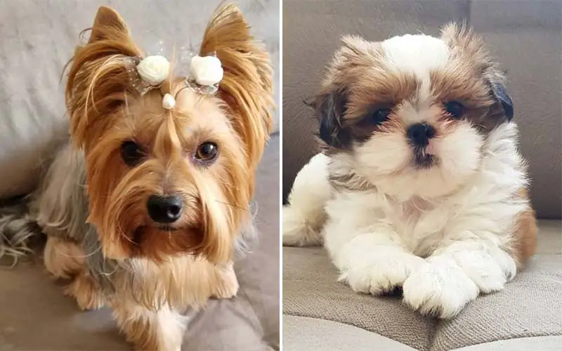 10 Long Hair Dog Breeds With Gorgeous Locks