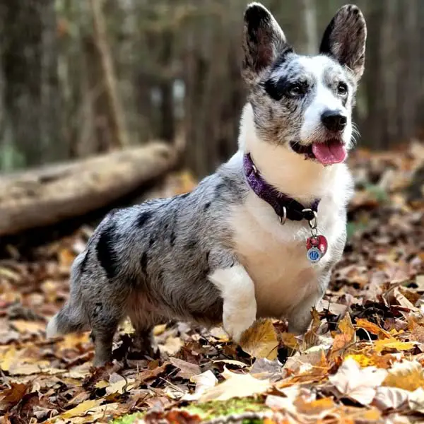 Top 10 Most Popular Herding Dog Breeds   Cardigan Welsh Corgi Top 10 Most Popular Herding Dog Breeds 