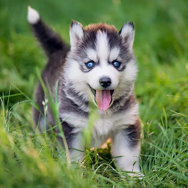 Siberian Huskies Dogs Breed: Facts and Information