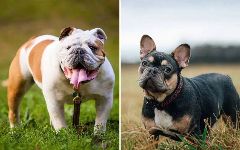 10 Adorable Dog Breeds With Wrinkles