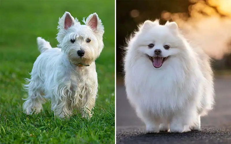 10 Stunning Dog Breeds That Shine in White