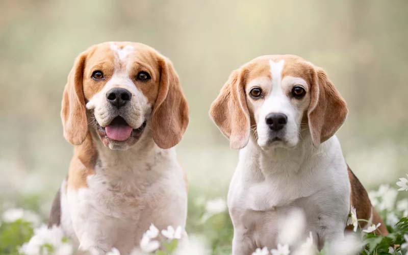 Beagle Aggressive Behavior – Stop The Destruction