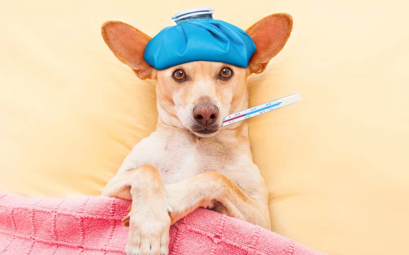 How To Check Your Dog's Body Temperature