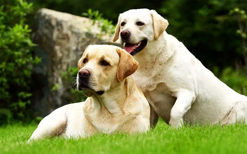 Labrador Retriever Dog Breed Facts & Information