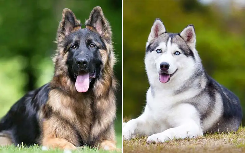 Top 10 Most Dangerous Dog Breeds for Children