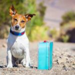 10 Best Dog Breeds For Travel