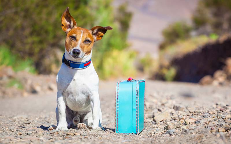 10 Best Dog Breeds For Travel