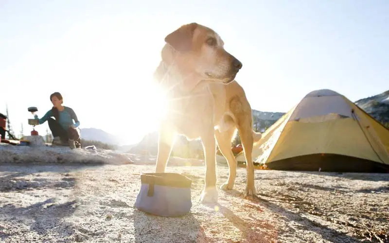 10 Best Tips And Tricks For Camping With Dogs