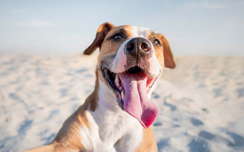 5 Ways To Keep Your Big Dog Breed Healthy And Happy