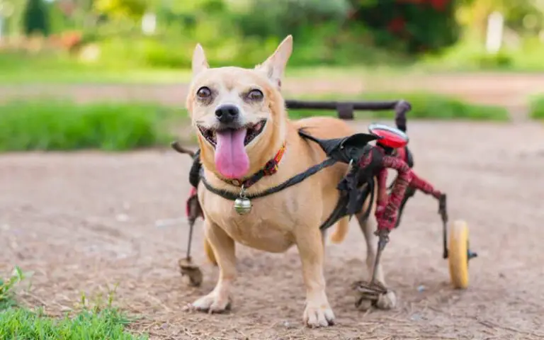 How to Give Your Three-Legged Dog the Best Care Possible