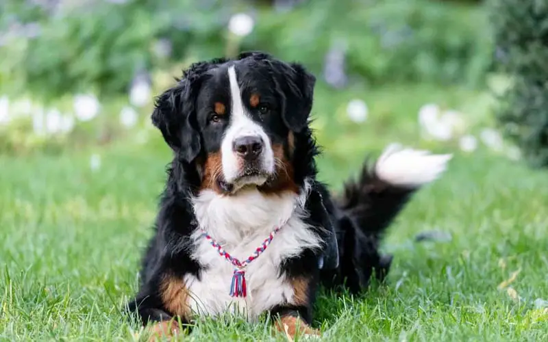 Is A Bernese Mountain The Perfect Addition To Your Family?