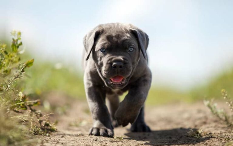 Is A Cane Corso The Perfect Addition To Your Family?