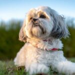 Is A Shih Tzu The Perfect Addition To Your Family?