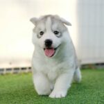 Is A Siberian Husky The Perfect Addition To Your Family?