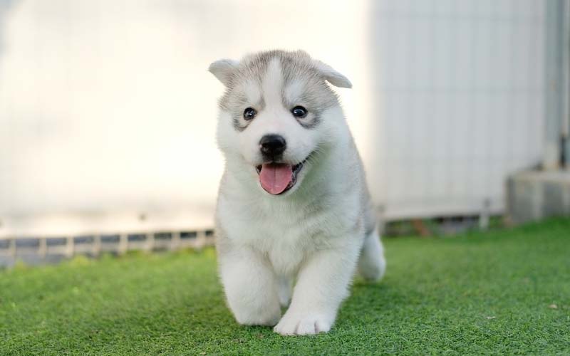 Is A Siberian Husky The Perfect Addition To Your Family?