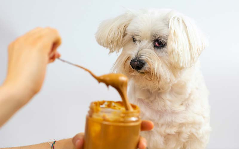 Is Peanut Butter Safe And Nutritious For Dogs?