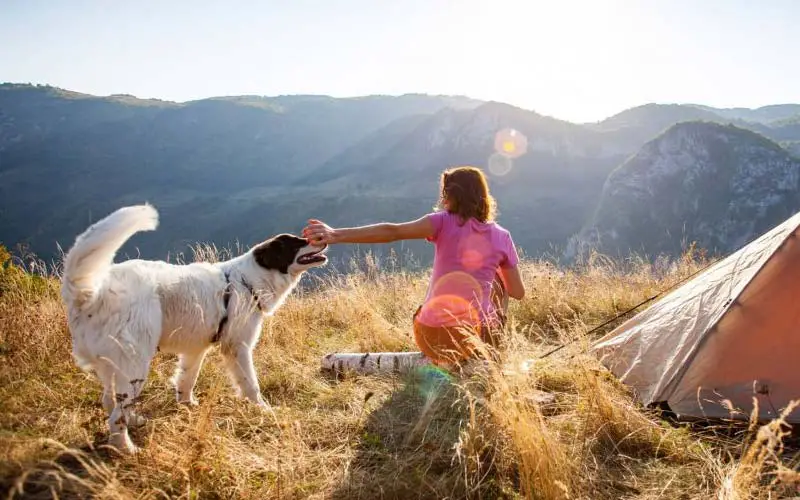 10 Best Tips And Tricks For Camping With Dogs