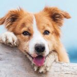 5 Ways To Keep Your Big Dog Breed Healthy And Happy