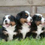 Is A Bernese Mountain The Perfect Addition To Your Family?