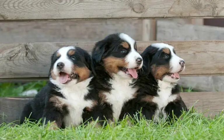 Is A Bernese Mountain The Perfect Addition To Your Family?