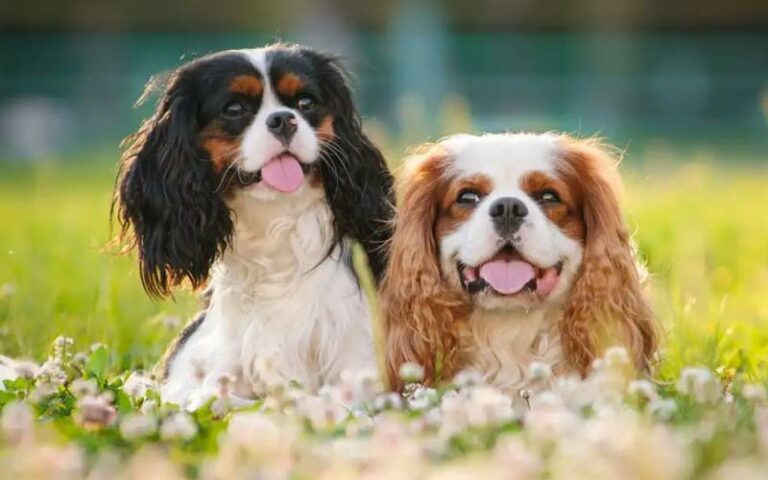 Is A Cavalier King Charles Spaniels The Perfect Addition To Your Family?