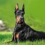 is-a-doberman-pinscher-the-perfect-addition-to-your-family