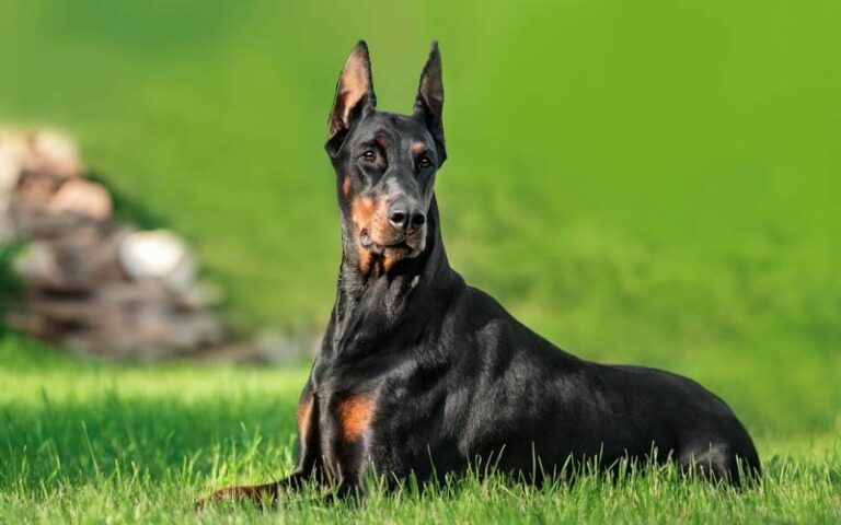 is-a-doberman-pinscher-the-perfect-addition-to-your-family