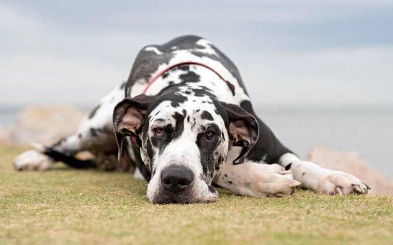 Is A Great Dane The Perfect Addition To Your Family?