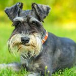 Is A Miniature Schnauzer The Perfect Addition To Your Family?