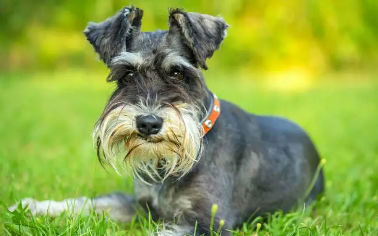 Is A Miniature Schnauzer The Perfect Addition To Your Family?