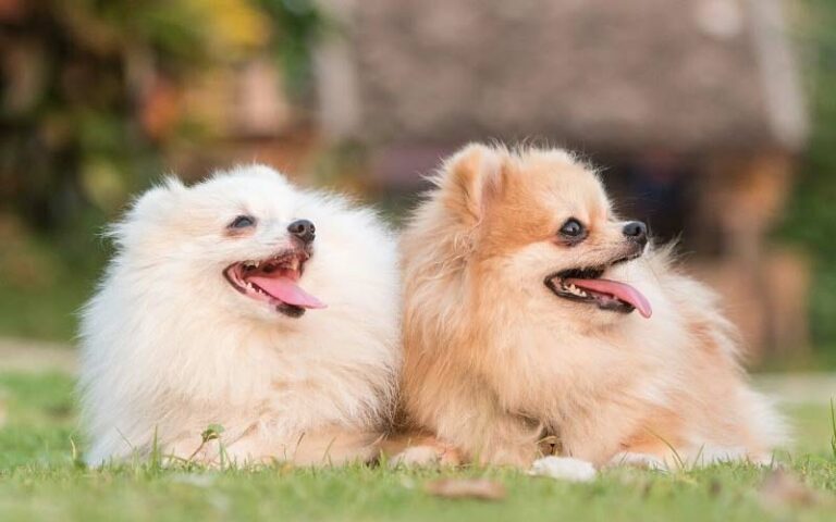 Is A Pomeranian The Perfect Addition To Your Family?