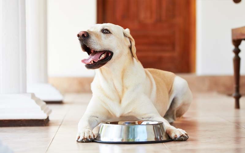 Is Olive Oil Safe And Beneficial For Your Furry Friend?
