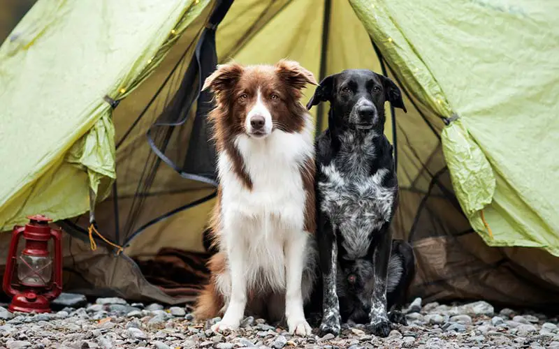 10 Best Tips And Tricks For Camping With Dogs