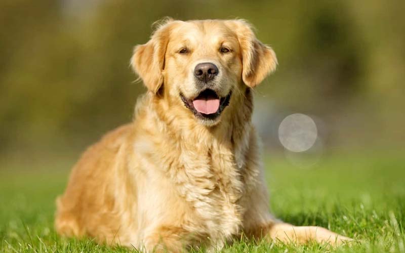 5 Ways To Keep Your Big Dog Breed Healthy And Happy