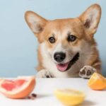 Do Dogs Need Vitamins And Supplements?
