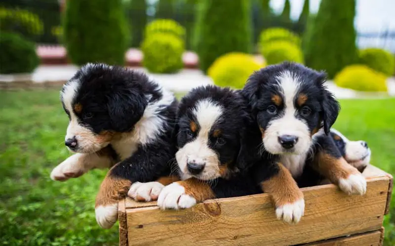 Is A Bernese Mountain The Perfect Addition To Your Family?