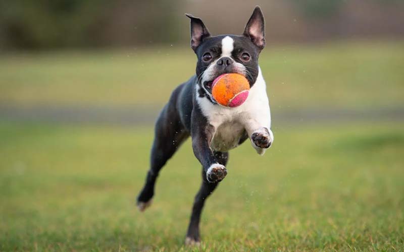 Is A Boston Terrier The Perfect Addition To Your Family?