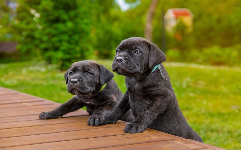 Is A Cane Corso The Perfect Addition To Your Family?