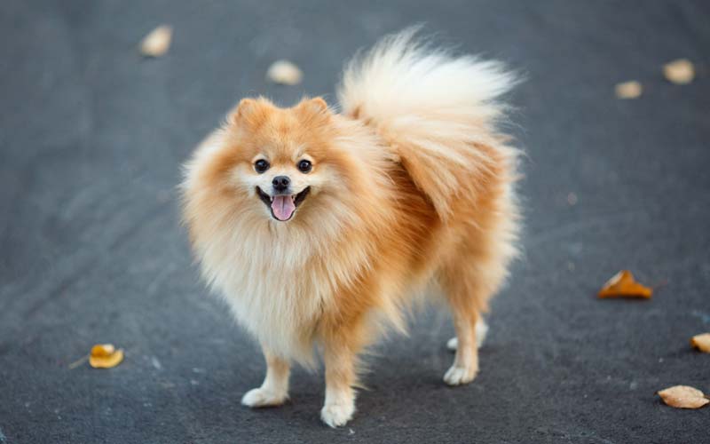 Is A Pomeranian The Perfect Addition To Your Family?
