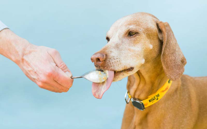 Is Peanut Butter Safe And Nutritious For Dogs?