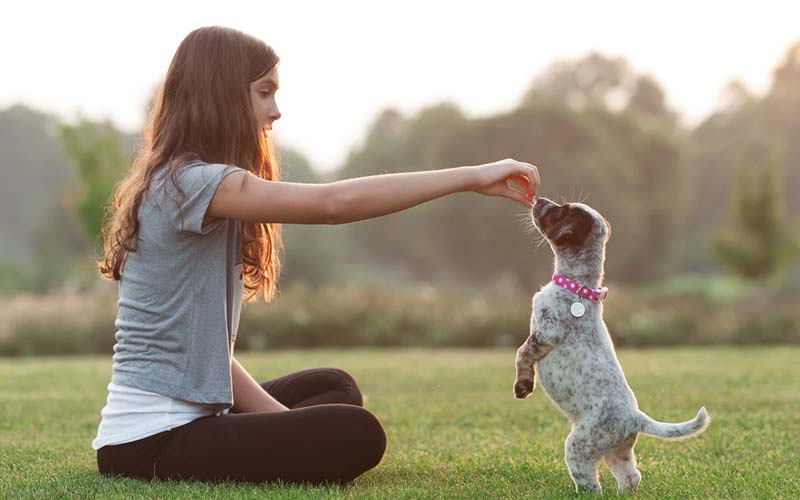 10 Essential Commands Every Dog Should Know