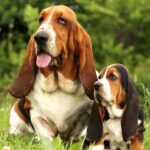 Is A Basset Hound The Perfect Addition To Your Family?