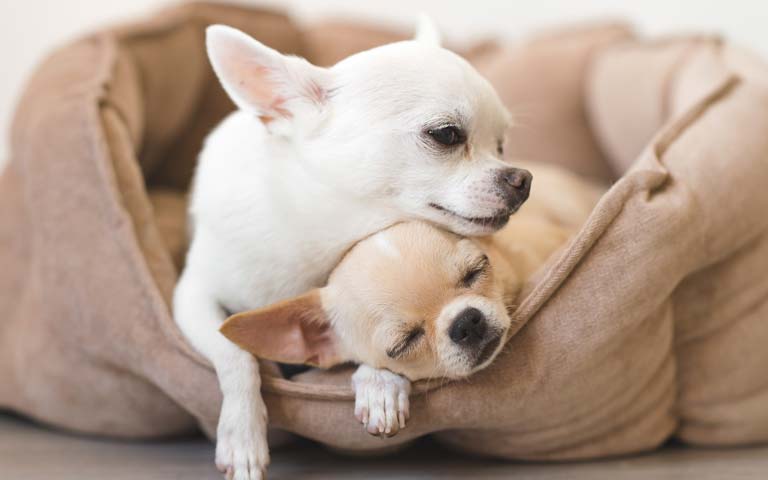 Is A Chihuahua The Perfect Addition To Your Family?