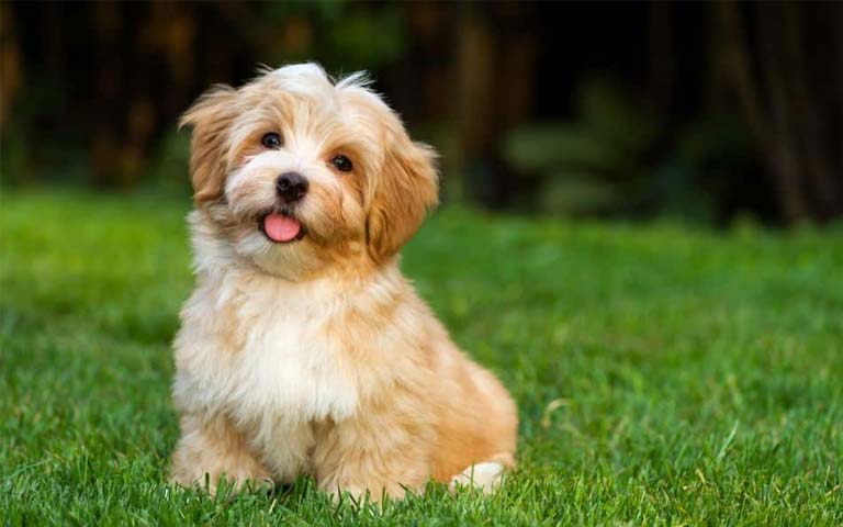 Havanese