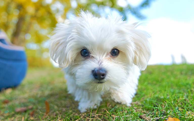 Is A Maltese The Perfect Addition To Your Family?