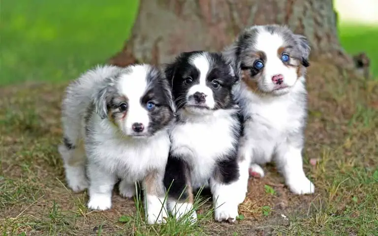 Is A Miniature American Shepherd The Perfect Addition To Your Family?