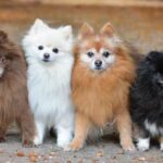 Is A Pomeranian The Perfect Addition To Your Family?