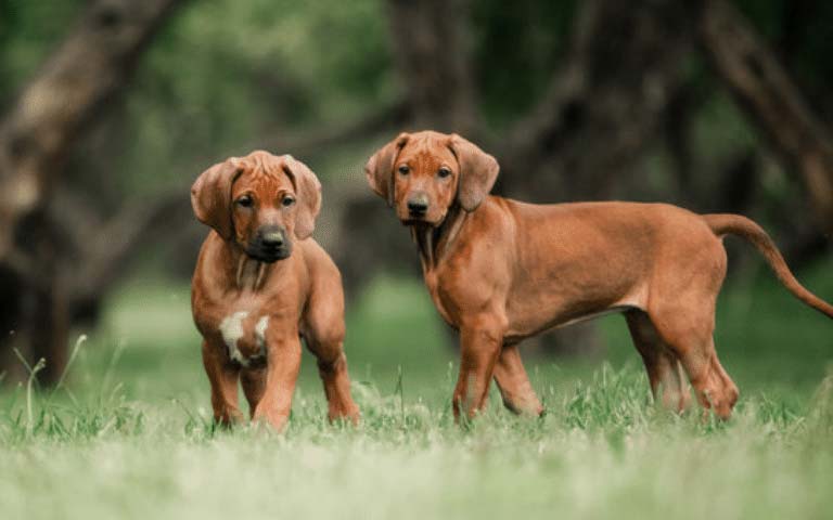 Is A Rhodesian Ridgeback The Perfect Addition To Your Family