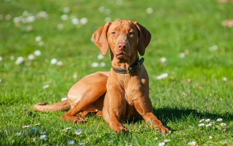 Vizsla dogs